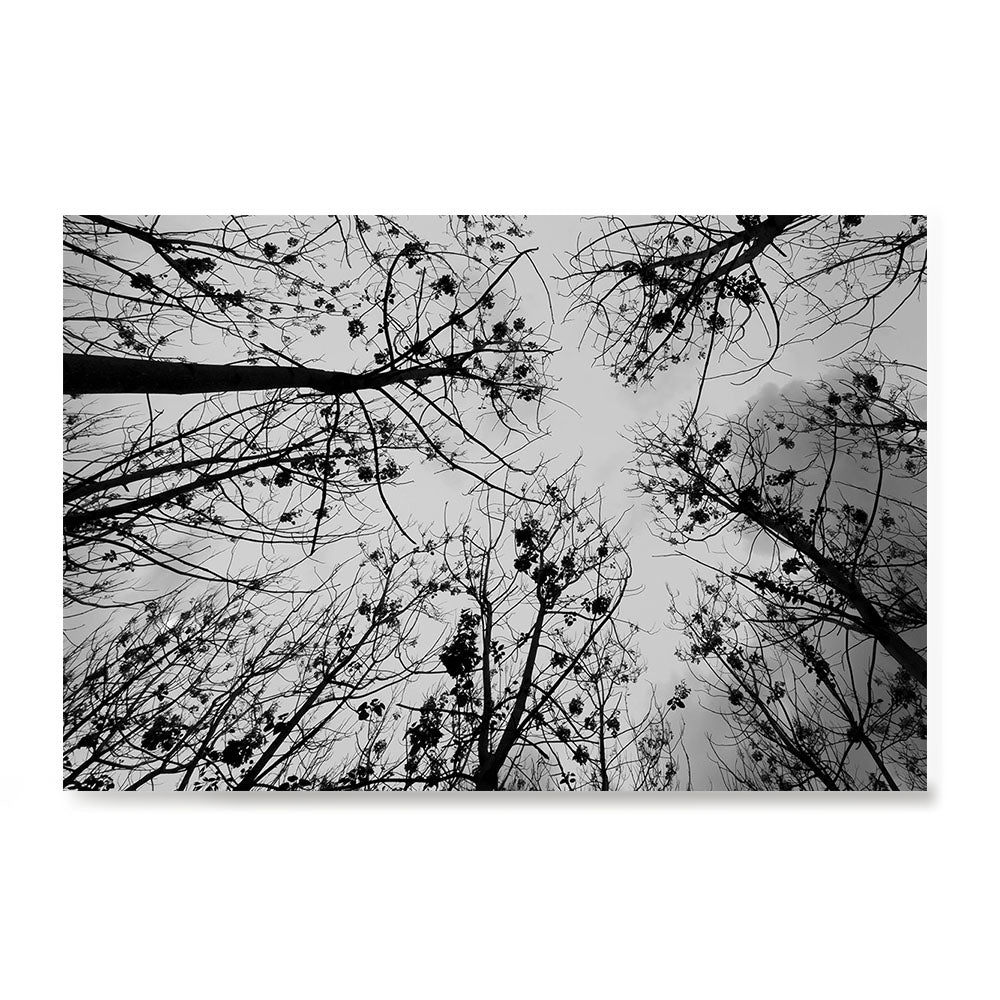 Ezposterprints - Looking Up
