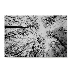 Ezposterprints - Looking Up