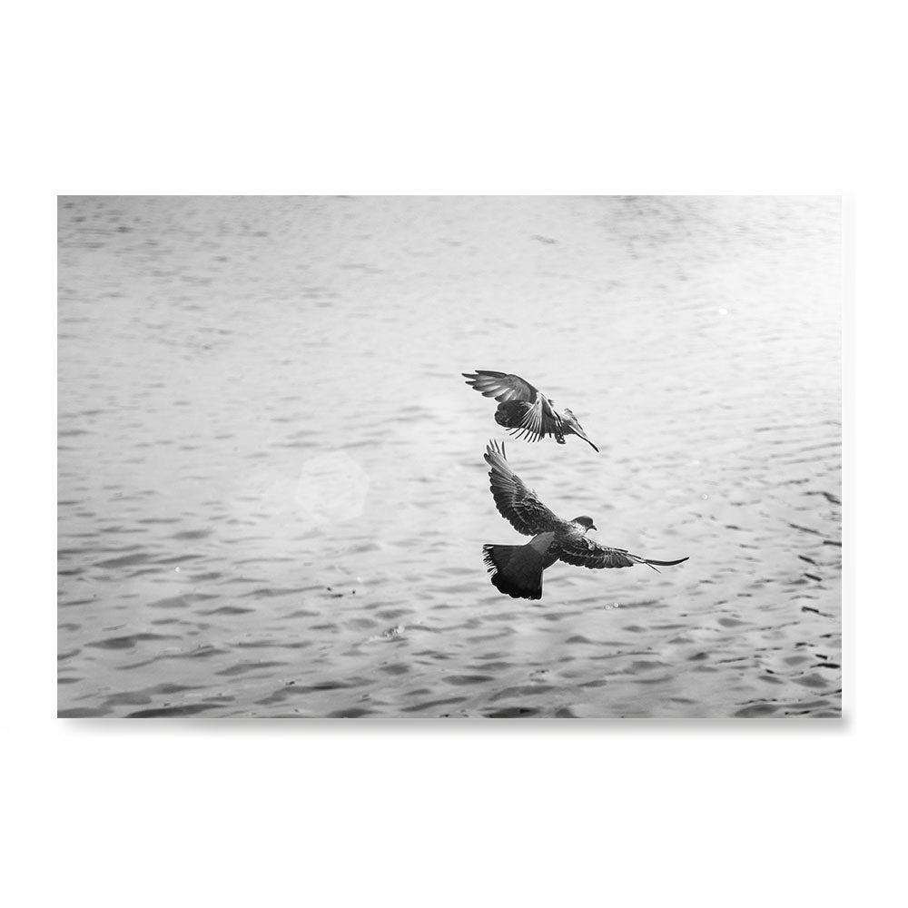 Ezposterprints - Pigeons Flying