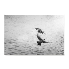 Ezposterprints - Pigeons Flying
