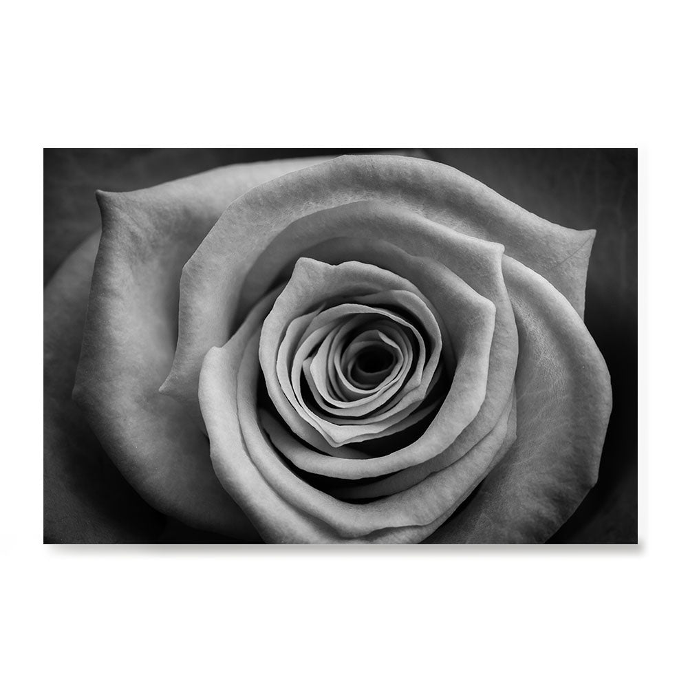 Ezposterprints - Rose