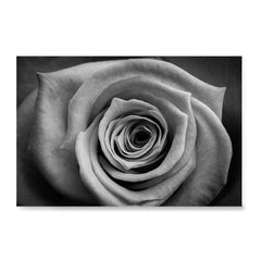 Ezposterprints - Rose