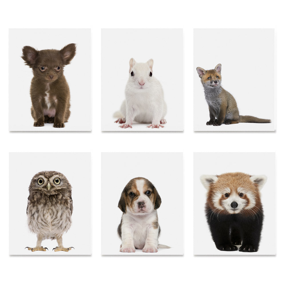 High quality Adorable Portraits 2, Baby Animal Series poster prints