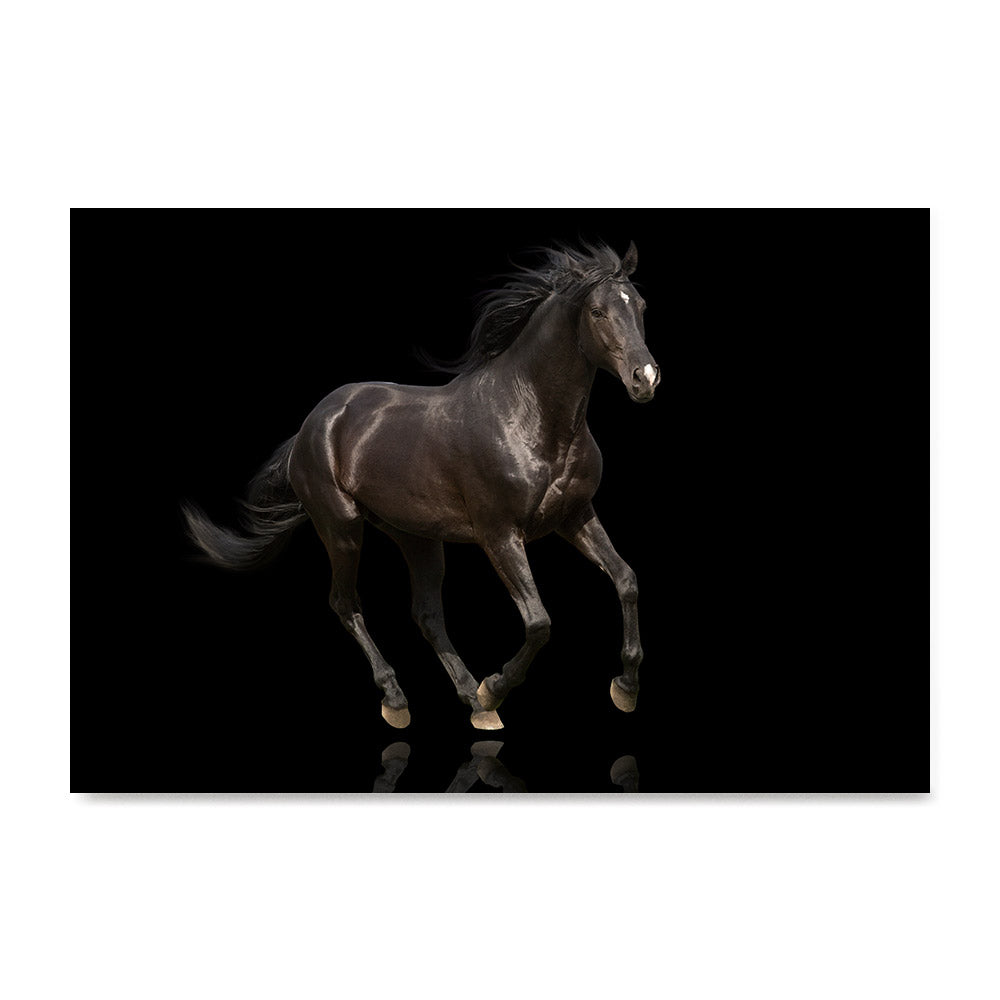 High quality Elegant Black, Elegant Black White Red Sport Horses poster prints