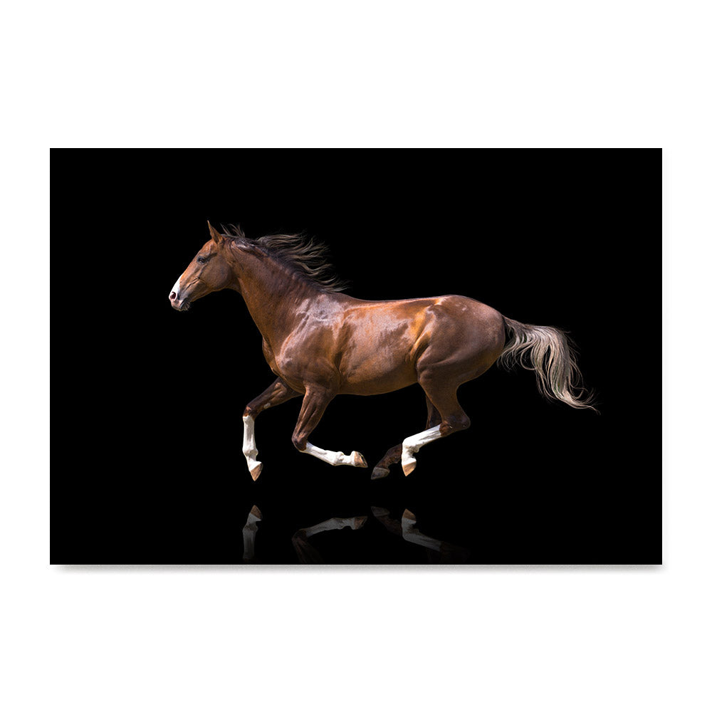 High quality Elegant Red, Elegant Black White Red Sport Horses poster prints