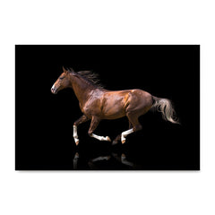High quality Elegant Red, Elegant Black White Red Sport Horses poster prints