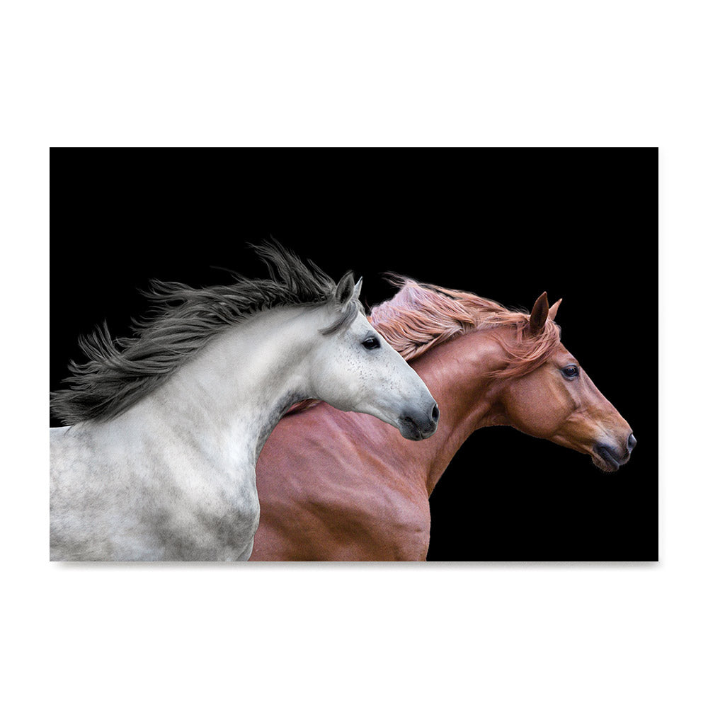 High quality Red and White, Elegant Black White Red Sport Horses poster prints