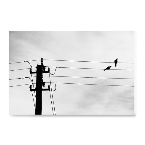 Ezposterprints - Birds On Wires