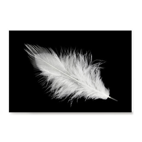 Ezposterprints - Feather