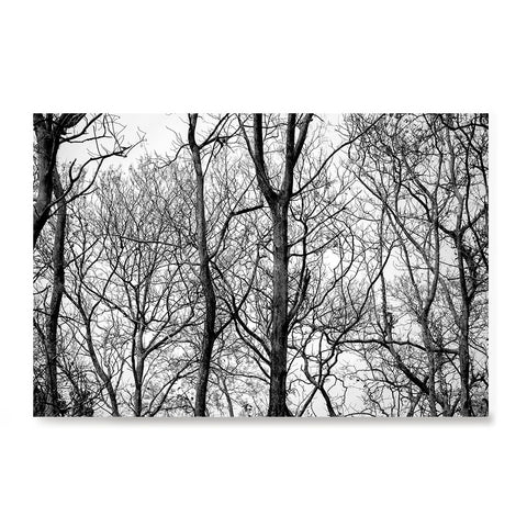 Ezposterprints - Leafless Trees