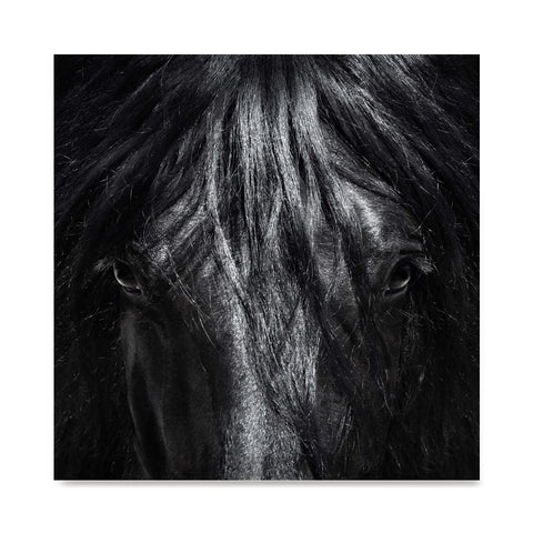 High quality Black Beauty, Elegant Black White Red Sport Horses poster prints