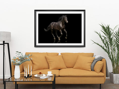 Elegant Black, Elegant Black White Red Sport Horses ambiance display photo sample