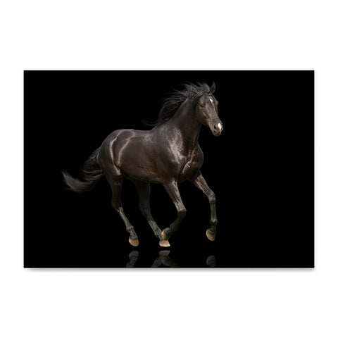 High quality Elegant Black, Elegant Black White Red Sport Horses poster prints