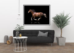 Elegant Red, Elegant Black White Red Sport Horses ambiance display photo sample