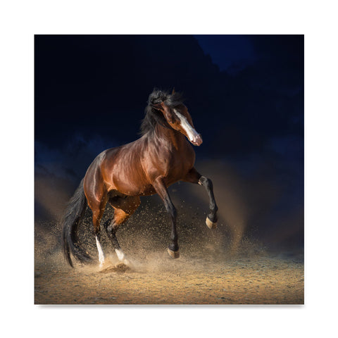 High quality Galloping on Sand, Elegant Black White Red Sport Horses poster prints