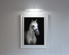 Portrait, Elegant Black White Red Sport Horses ambiance display photo sample