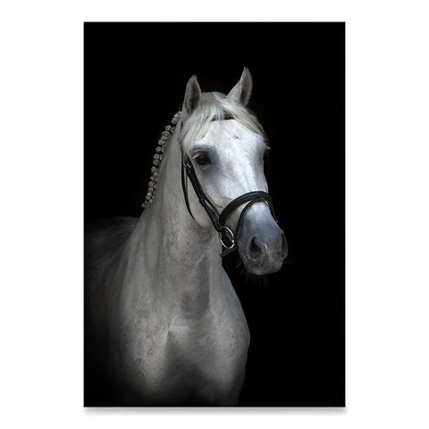 High quality Portrait, Elegant Black White Red Sport Horses poster prints